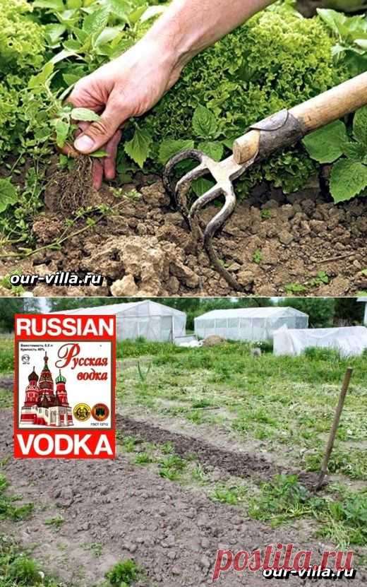 Как избавиться от сорняков. Наша любимая дача