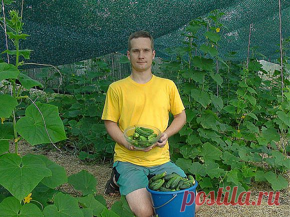 Жара и огурцы. Эффект затеняющей сетки — Ваше Плодородие