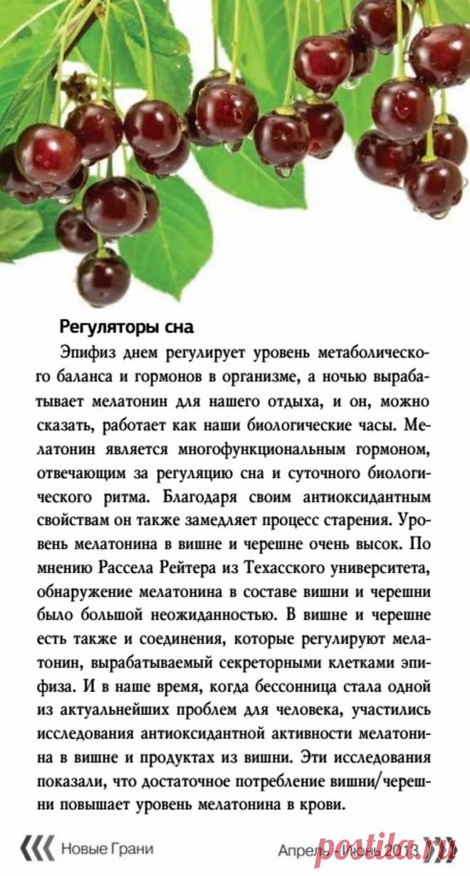 Вишня и черешня - регуляторы сна