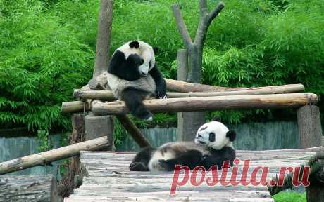 Письмо «сообщение Camelot_Club : Резерваты гигантской панды в провинции Сычуань (07:29 27-12-2018) [5538518/446750568]» — Camelot_Club — Яндекс.Почта