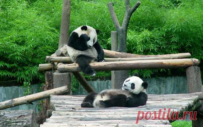 Письмо «сообщение Camelot_Club : Резерваты гигантской панды в провинции Сычуань (07:29 27-12-2018) [5538518/446750568]» — Camelot_Club — Яндекс.Почта