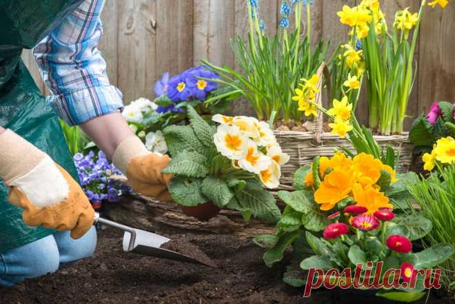 6 шагов к красивому цветнику, который легко сделать своими руками