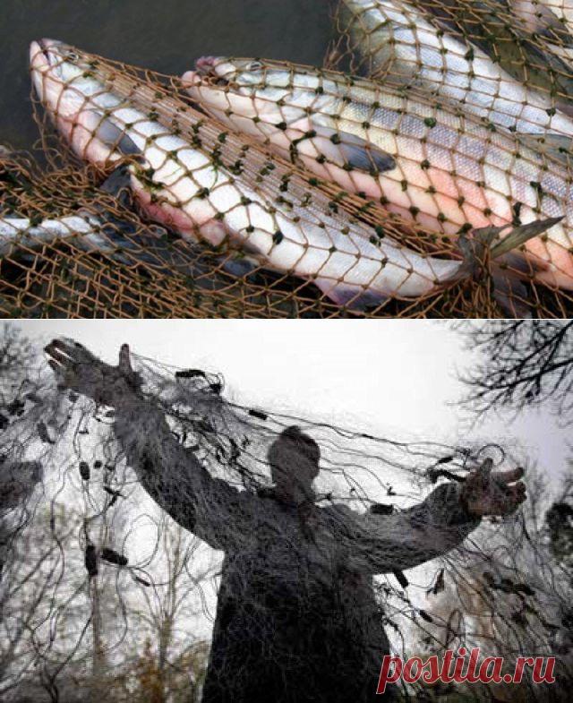 Незнание закона не освобождает от ответственности. Браконьерские снасти