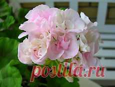 Aneleflora: пеларгонии