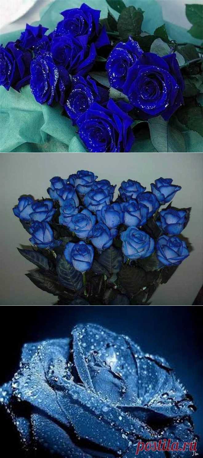 Голубые розы в лепестках рождают бирюзу!.