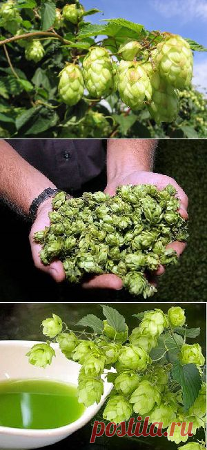 Хмель обыкновенный - полезные свойства и противопоказания.