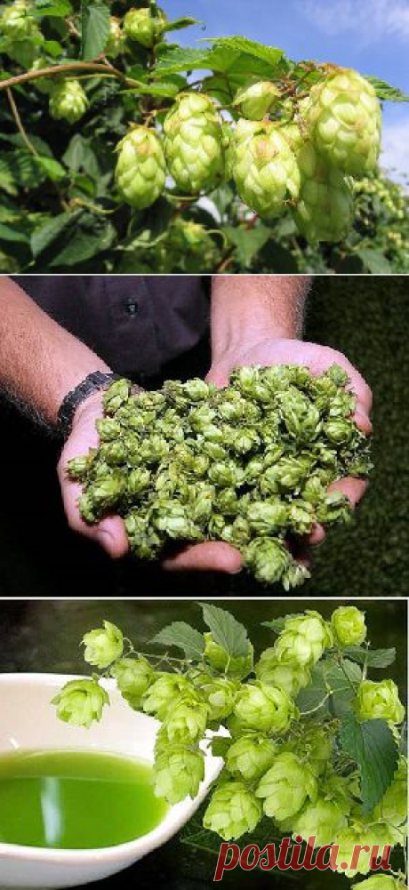 Хмель обыкновенный - полезные свойства и противопоказания.