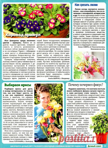 Примулы. Ирис. Лилии