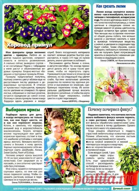 Примулы. Ирис. Лилии