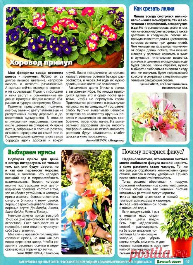 Примулы. Ирис. Лилии