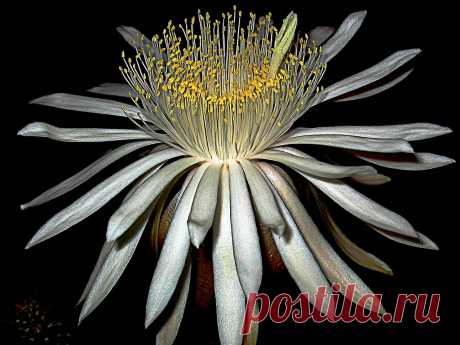 Peniocereus serpentinus Es una  Cactaceae endémica de Michoacan México, allí tengo una amiga docente que  colecciona hoyas, la conocí en foro y en un itercambio llegó a casa un trozo de esta especie.  Su nombre taxonómico, deriva  de las palabras del latín: penio que significa "cola" y cereus,  que es el cactus con forma de cirio. serpentinus: epíteto latíno que significa "como una serpiente"   es que en su hábitat de Oxaca, es prolífero  y hace tiras largas como serpiente...