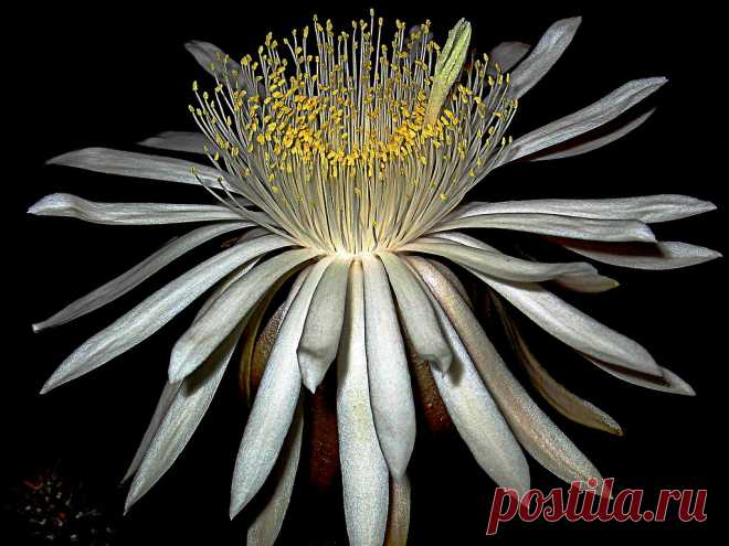 Peniocereus serpentinus Es una  Cactaceae endémica de Michoacan México, allí tengo una amiga docente que  colecciona hoyas, la conocí en foro y en un itercambio llegó a casa un trozo de esta especie.  Su nombre taxonómico, deriva  de las palabras del latín: penio que significa 