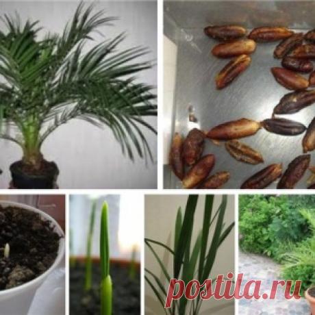 Как вырастить финиковую пальму из косточки