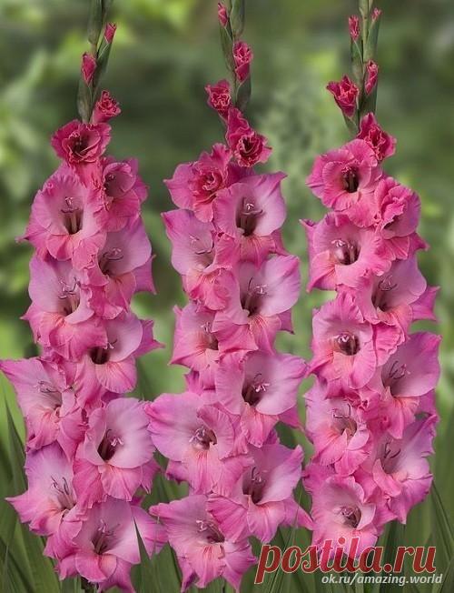 (84) Одноклассники