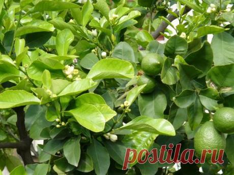 Лимон. Посадка, выращивание, уход, размножение. Болезни, вредители. Фото. - Ботаничка.ru