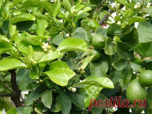 Лимон. Посадка, выращивание, уход, размножение. Болезни, вредители. Фото. - Ботаничка.ru