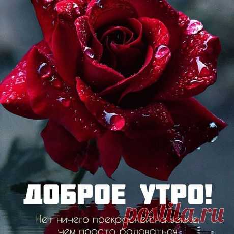 Photo by Марина Алекминская in Khabarovsk, Russia. Image may contain: flower, text that says 'доброе утро! нет ничего прекрасней на земле, чем просто радоваться- жизни...'