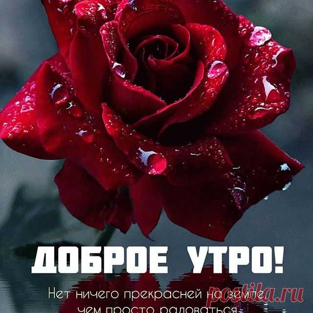 Photo by Марина Алекминская in Khabarovsk, Russia. Image may contain: flower, text that says 'доброе утро! нет ничего прекрасней на земле, чем просто радоваться- жизни...'