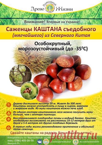 Друзья! Начинаем продажу саженцев съедобного каштана!
Каштан мягчайший ( Castanea mollissima ) родом из Китая. Могучее, красивое, широколистное дерево. Достигает высоты в 20 метров. Плоды съедобные. Могут употребляться в пищу в сыром, варенном и жаренном виде. Из муки каштана можно печь хлеб. С гектара каштанового леса можно получить муки больше, чем с гектара пшеницы. К тому же он не иссушает почву, а наоборот способствует наполнению ее влагой. Морозоустойчив. До - 35 Каш...