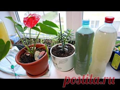 ПОДКОРМКА для домашних растений чтобы не болели, не желтели, не сохли кончики листьев и пышно цвели.