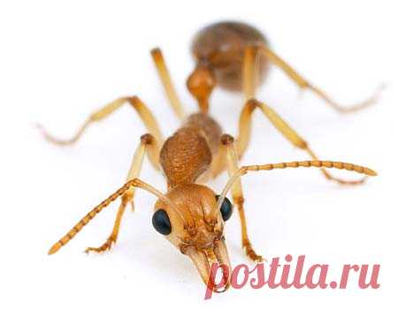 Как избавиться от домашних муравьев