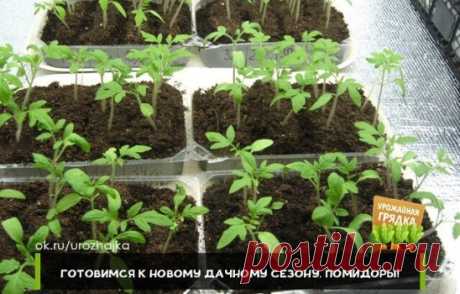 ГОТОВИМСЯ К НОВОМУ ДАЧНОМУ СЕЗОНУ. ПОМИДОРЫ!
 
Рассаду помидоров поливают раствором йода для более быстрого роста (1 капля на три литра). После применения этого раствора рассада зацветёт быстрее, а плоды будут крупнее. Может йод защитить помидоры и от фитофторы. Для этого Вам понадобятся несколько капель йода и 250 грамм молока, смешайте их с 1 литром воды.
 
Раствор - одна капля йода на три литра воды, этим йодным раствором надо один раз полить рассаду томатов. От этого увеличиться продуктивн