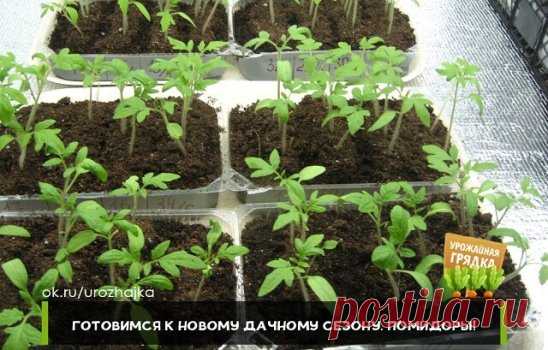 ГОТОВИМСЯ К НОВОМУ ДАЧНОМУ СЕЗОНУ. ПОМИДОРЫ!
 
Рассаду помидоров поливают раствором йода для более быстрого роста (1 капля на три литра). После применения этого раствора рассада зацветёт быстрее, а плоды будут крупнее. Может йод защитить помидоры и от фитофторы. Для этого Вам понадобятся несколько капель йода и 250 грамм молока, смешайте их с 1 литром воды.
 
Раствор - одна капля йода на три литра воды, этим йодным раствором надо один раз полить рассаду томатов. От этого увеличиться продуктивн