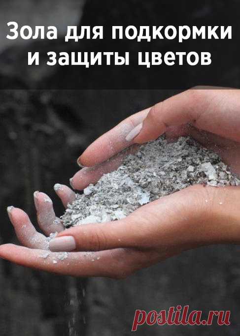 Зола – отличное средство для подкормки и защиты цветов