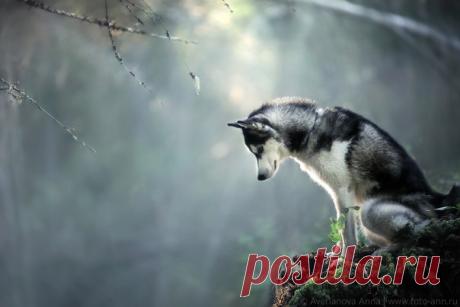 «В сказке». Автор фото — Анна Аверьянова: