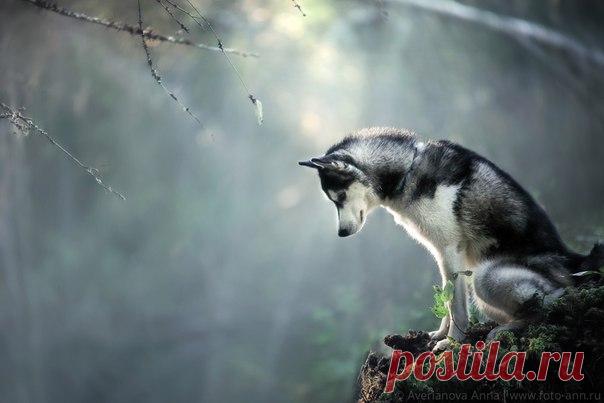 «В сказке». Автор фото — Анна Аверьянова: