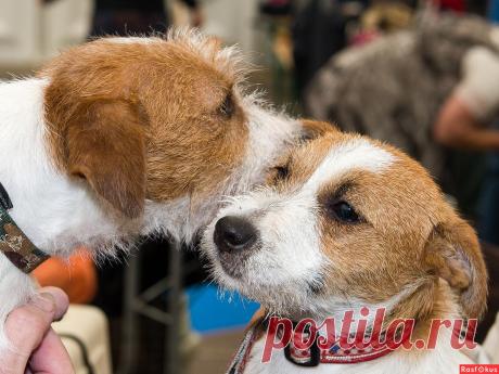 : признание в любви !!!. Фотограф путешественник Настоящий Полковник. Фото животных - Фото и фотограф на Расфокусе.