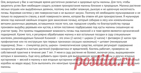 Что посадить рядом с малиной, чтобы уберечь ее от вредителей? - ответы экспертов 7dach.ru