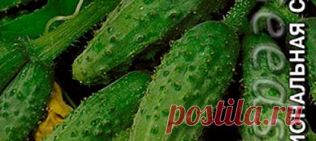 Огурец мини - корнишон Сын полка F1, 0,3 г Профессиональная коллекция Среднеранний (40-45 дней) пчелоопыляемый гибрид для открытого грунта и пленочных укрытий. Растение среднерослое, средневетвистое, преимущественно женс...