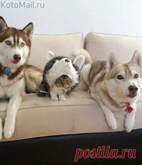 Лазутчик)