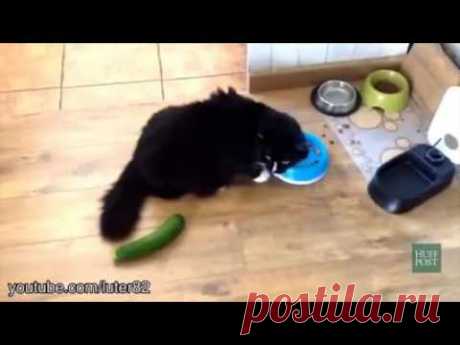 Встреча кошек с ... огурцами! Оказывается, котов просто застать врасплох и даже напугать!