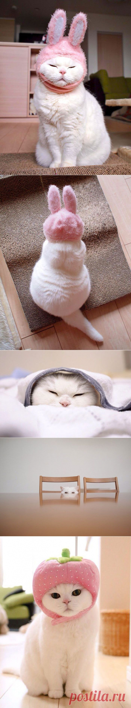 Кошечка Ura: возраст — красоте не помеха