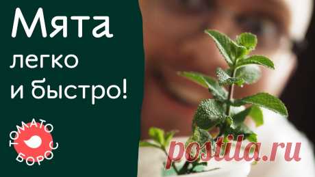 Простой и быстрый способ вырастить мяту. Как вырастить мяту дома?