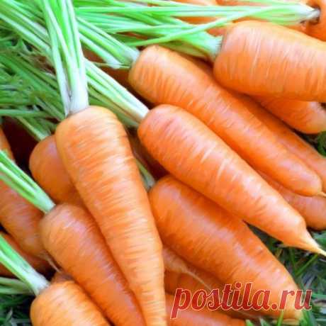 Посадка моркови без прореживания