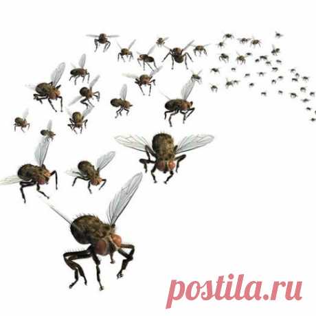 ПРОСТОЙ СПОСОБ ИЗБАВИТЬСЯ ОТ МОШЕК