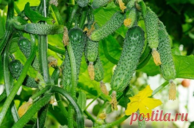 Чтобы огурцы не горчили.