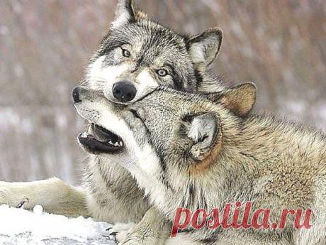 Даже самые острые клыки животного,
никогда не поранят того, кого любят,
а люди могут убить одной фразой...