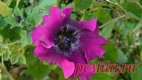 >Выращиваем петунии