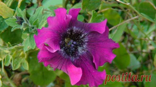 >Выращиваем петунии