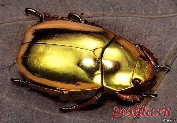 Золотой Джуэл Жук (Jewel Beetle)Австралийский жук-древоточец необыкновенной окраски / Интересное в IT