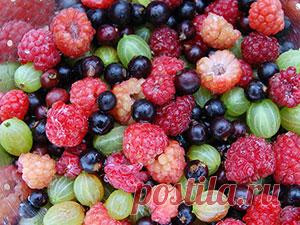 Уход за крыжовником, смородиной и малиной после сбора урожая – фото, подкормка, обрезка, размножение и обработка