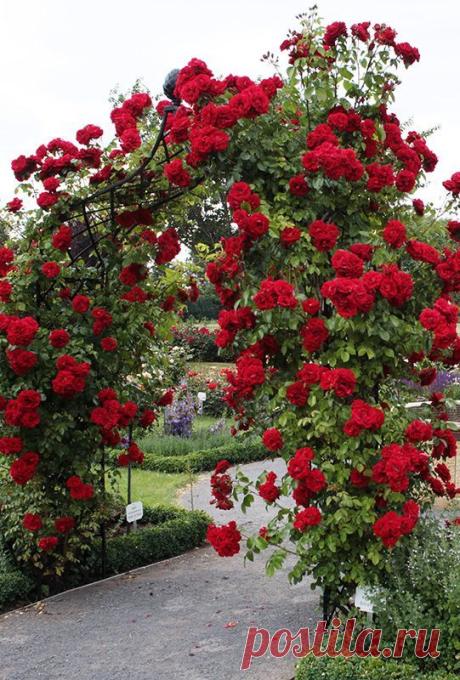 (185) Pinterest