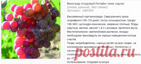 Виноград плодовый Рилайнс пинк сидлис - Виноград плодовый - Плодовые - Саженцы - Каталог - SemenaSad.ru