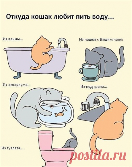 Водопой