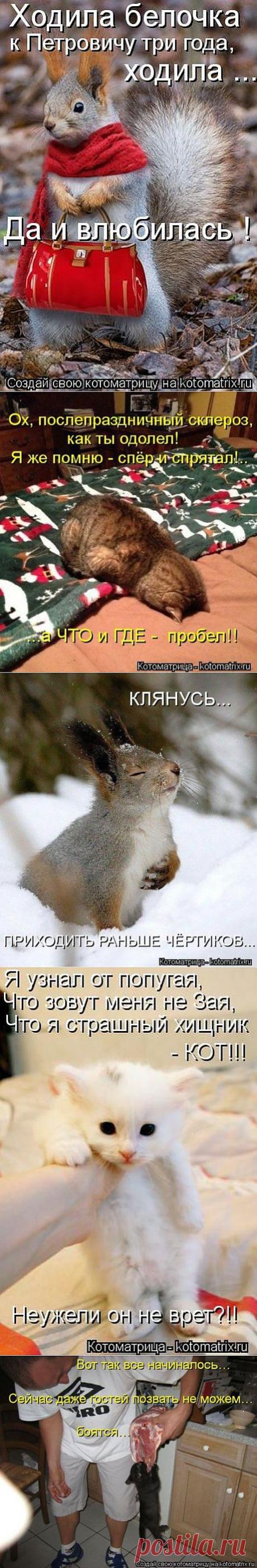 Прикольные котоматрицы | Четвероногий юмор