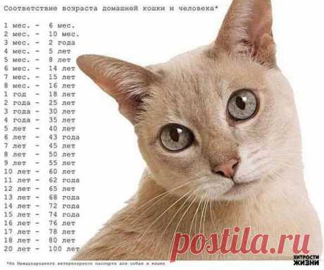 Возраст кошки в пересчете на человеческий